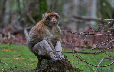 Macaque in the natural surroundings 