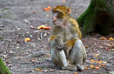Fototapeta premium Macaque in the natural surroundings 