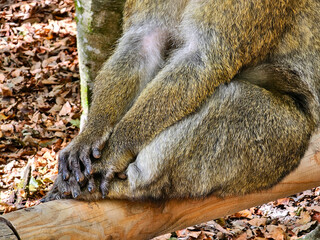 Macaque's paws close-up in the natural surroundings 