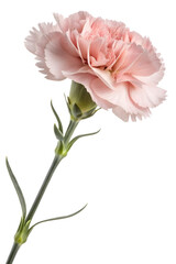 Single pink dianthus flower with fringed petals isolated on transparent background, delicate garden beauty