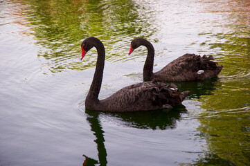 couple of black swans on the water Sardinia, Italy