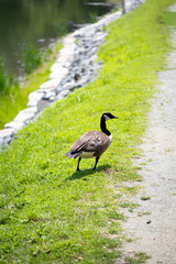 A gaggle of geese at by the water
