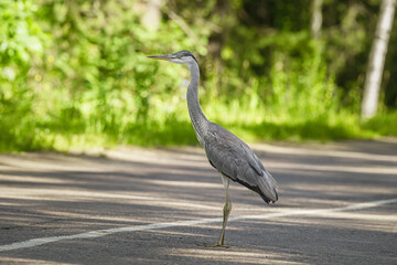 A beautiful blue heron ready to take flight