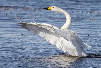 Obraz premium white swan with open wings in blue water