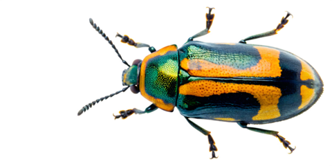 Iridescent beetle with orange and green markings isolated on a transparent background