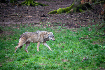 Grey Wolf Strolling Across Green Grass in Enclosure – Captive Wildlife, Animal Park, Forest Ground, Apex Predator