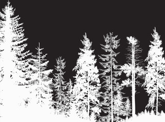 white coniferous forest isolated on black © Alexander Potapov