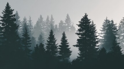 Fototapeta premium Silhouettes of Pine Trees in a Foggy Forest