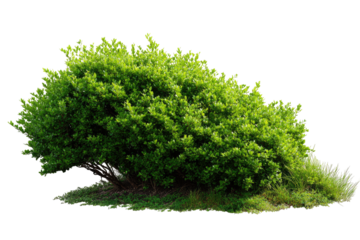 Lush green shrub, densely foliated, with a slightly uneven shape, sits on a grassy ground