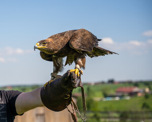 Regal Eagle Perched on Falconer's Glove | Majestic Bird of Prey Portrait Against Blue Sky, Captive Raptor