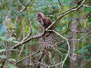 A young Barred owl feathers