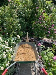 Caring for a garden with blooming roses. Gardening tools, a low stool, a broom and a wheelbarrow...