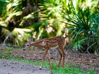 A young white tailed fawn, Bambi, in the sunny forest.