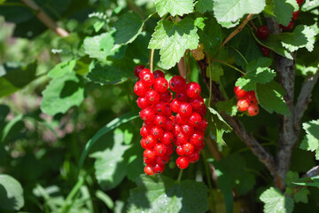 Flowering and fruiting of red currant. Ripe red currants in the garden. Growing red currants.