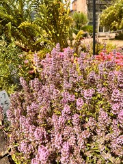 Blooming pink thymus vulgaris in the summer garden.Flower background
