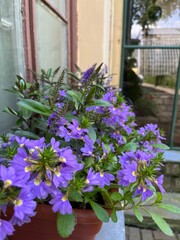 Beautiful purple Blooming Scaevola aemula in a pot. Balcony flowers.Potted plants.Flower background
