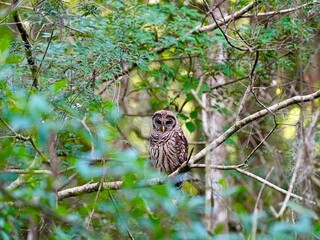 A young Barred Owl in the Florida woods.