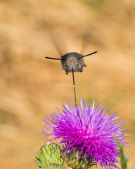 Front View of a Beautiful Butterfly Gathering Pollen with Its Long Proboscis from a Pink Thistle 
