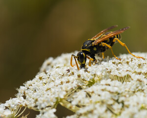 A Wasp is Walking on a White Flower with Beautiful Texture and Eating Pollen