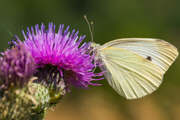 A yellow Butterfly and a Small Black Insect are Working Together to Gather Pollen from a Vividly Colored Pink Thistle