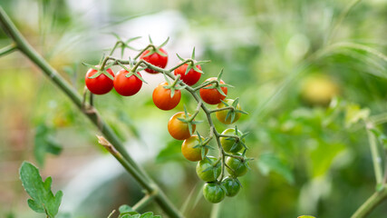 Cherry tomato plants with fruits at various stages of ripeness, ranging from unripe green to ripe red, close-up against a slightly blurred green background.