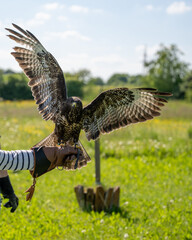 Magnificent Buzzard with Wings Spread on Falconer's Glove: Dynamic Bird of Prey in Flight, Falconry Display, and Outdoor Wildlife Scene