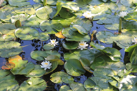 Lilis in the pond