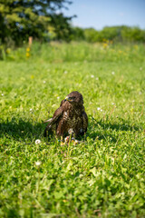Vigilant Buzzard Guarding Prey in Sunny Green Field | Captive Raptor Moment, Majestic Wildlife Scene