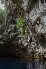 Dark limestone cave interior with underground water pool and green vegetation growing on rocky walls, natural geological formation