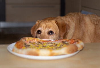 Yellow labrador dog looking hungrily and greedily at the hot pizza