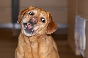Super cute yellow labrador dog making funny faces while catching the treat with her mouth