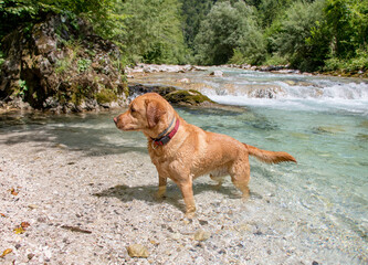 Yellow labrador dog standing in the cold river