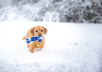 Yellow labrador retriever dog holding her favourite blue toy in her mouth playing outside