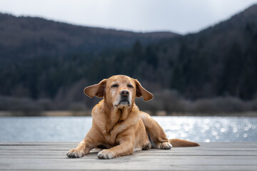 Yellow labrador laying in front of the lake with ears flopping in the wind