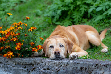 Yellow labrador dog laying in the orange flowers