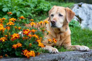Yellow labrador dog laying in the orange flowers