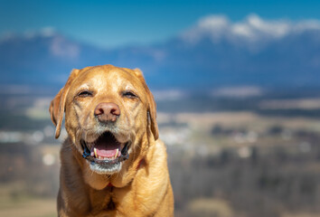 Happy yellow labrador dog in front of the mountains