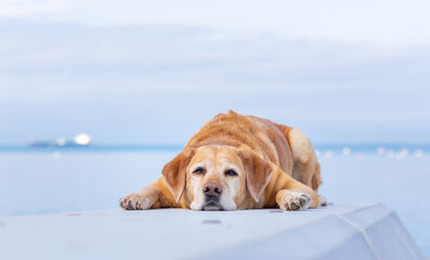 Yellow labrador laying in front of the ocean looking at the camera