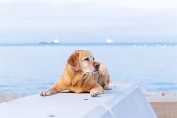 Yellow labrador laying in front of the ocean