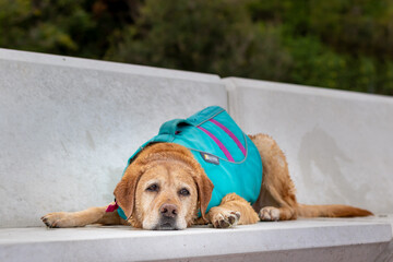 Yellow labrador dog in her blue life vest