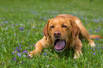 Cute yellow labrador chewing grass with an open mouth