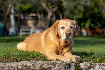 Yellow labrador laying in the grass