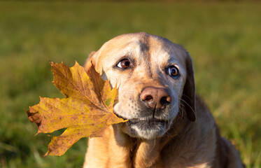 Super cute labrador retriever holding a yellow autumn leaf in her mouth