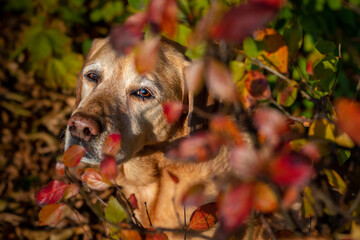 Old yellow labrador dog hiding in the bushes