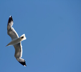 Seagull Soaring in Blue Sky - Space for Advertisement, Message or Text