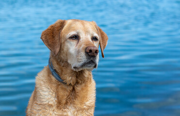 A portrait of a fox red labrador dog on the beach 