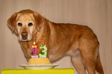 Old fox red labrador dog celebrating her birthday with a birthday cake and 13 candles 