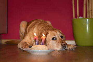 Cute fox red labrador retriever laying on the floor with a birthday cake 