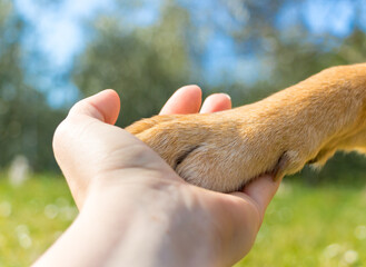Dogs paw in human hand symbolizing forever friendship