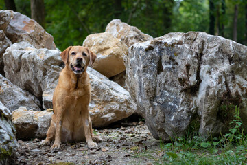 Yellow labrador retriever sitting in front of really big rocks 
